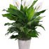 Israel Flowers Peace Lily Plant Spathiphyllum
