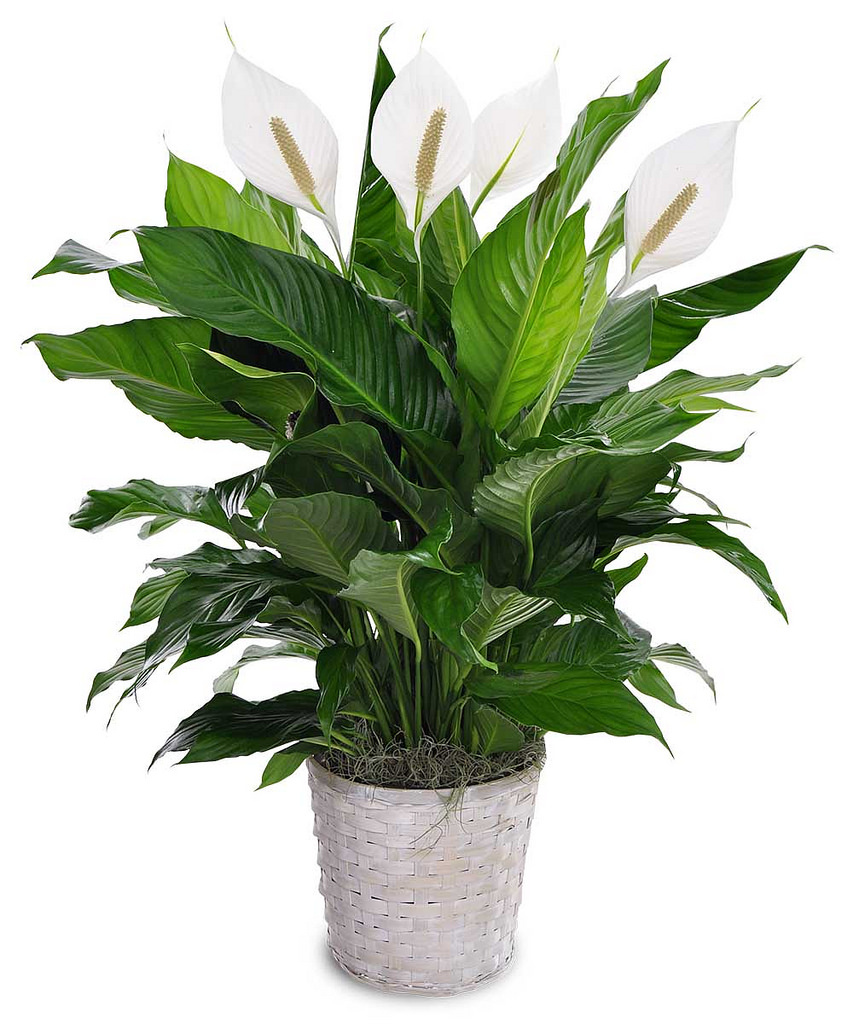 زهور إسرائيل نبات زنبق السلام Spathiphyllum