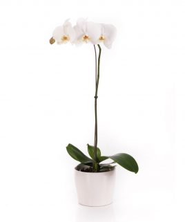 Israel Flores Orquídea Phalaenopsis Cuidado Planta