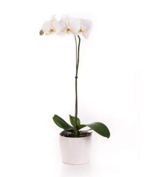 Israele fiorisce la pianta per la cura dell&#39;orchidea Phalaenopsis