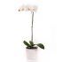 Plante de soin d&#39;orchidée Phalaenopsis de fleurs d&#39;Israël
