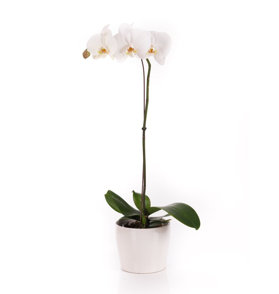 Plante de soin d&#39;orchidée Phalaenopsis de fleurs d&#39;Israël